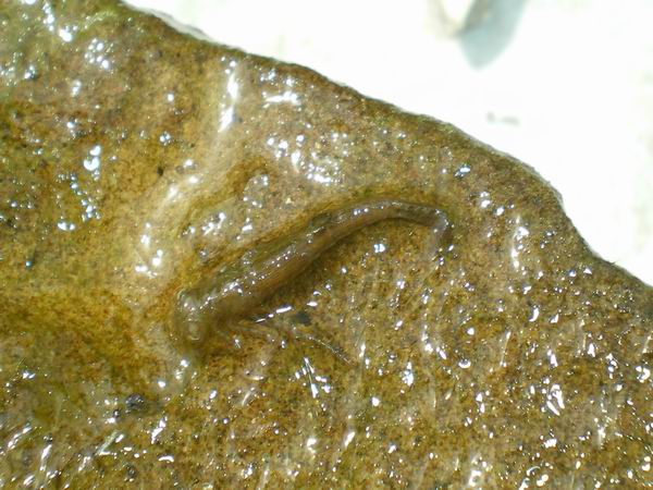 Larva di damigella??